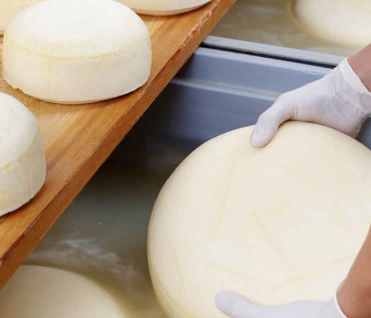 خط تولید پنیر
