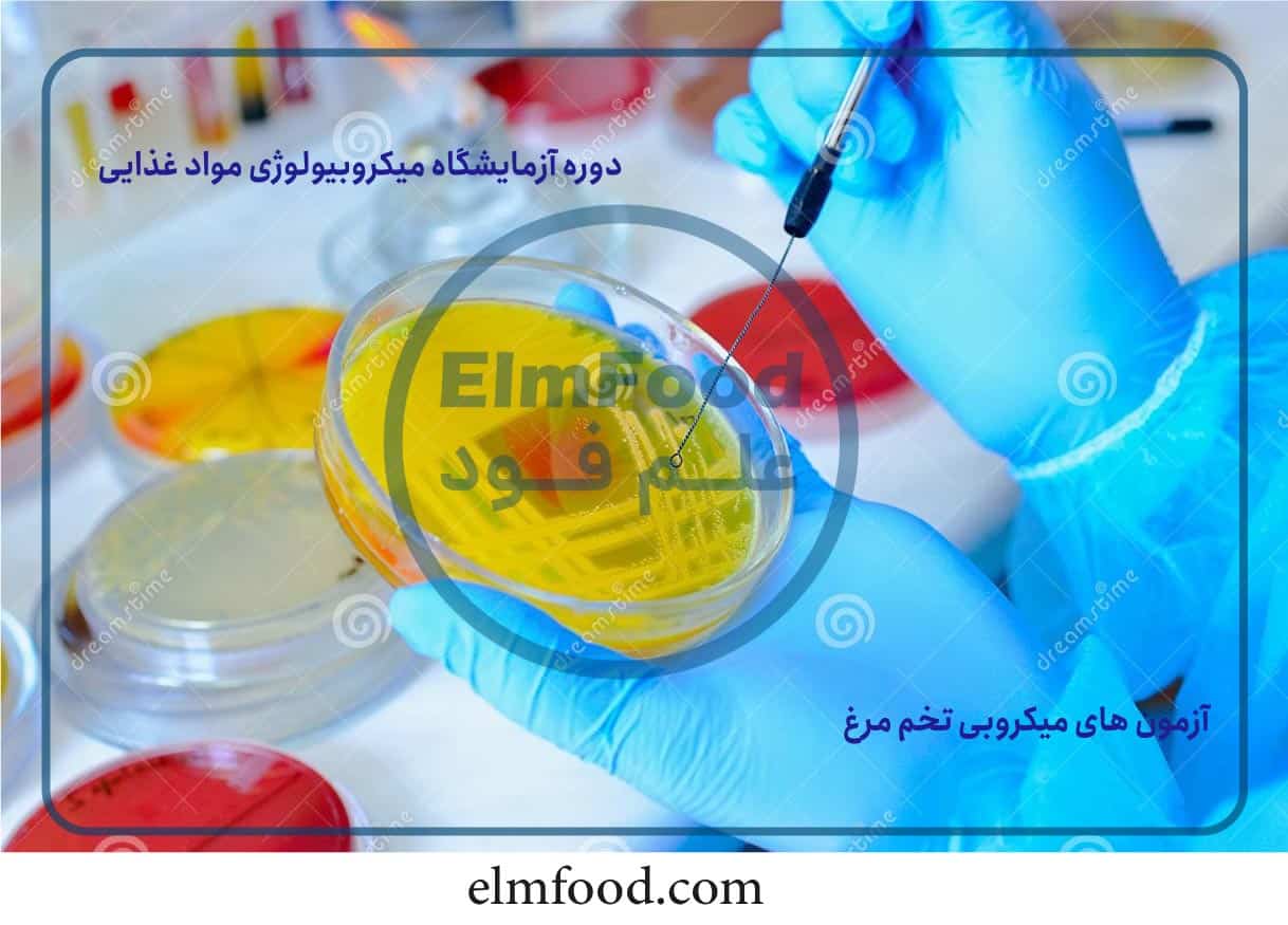 آزمون های میکروبی مواد غذایی-آزمایشگاه-میکروبیولوزی-مواد-غذایی،-آزمون-های-میکروبی-تخم-مرغ