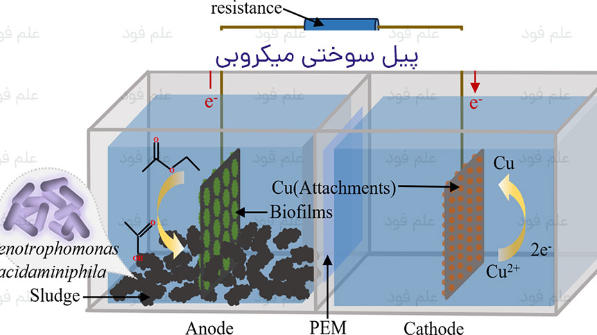 پیل سوختی میکروبی در تصفیه فاضلاب صنایع غذایی